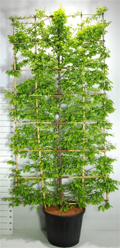 Граб обыкновенный (граб кавказский) 65/350 (Nieuwkoop Europe) 41136 - фото 102354