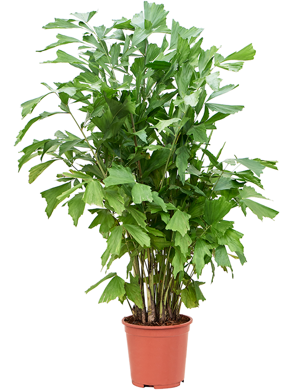 Кариота мягкая (Пальма Рыбий хвост) 27/125 (Nieuwkoop Europe) 41138 - фото 102356