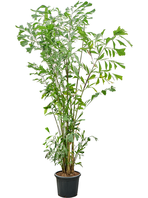 Кариота мягкая (Пальма Рыбий хвост) 43/300 (Nieuwkoop Europe) 41139 - фото 102357