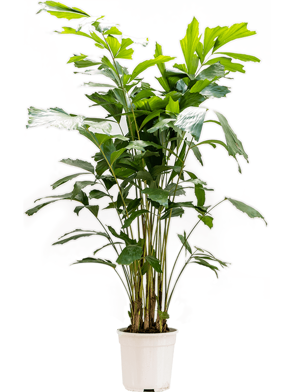 Кариота мягкая (Пальма Рыбий хвост) 24/140 (Nieuwkoop Europe) 41140 - фото 102358