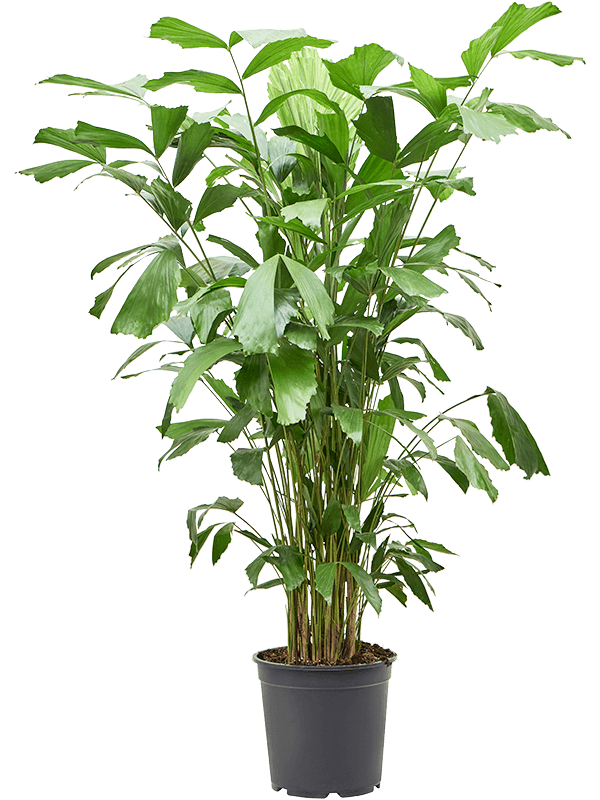 Кариота мягкая (Пальма Рыбий хвост) 27/130 (Nieuwkoop Europe) 41141 - фото 102359