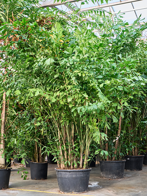 Кариота мягкая (Пальма Рыбий хвост) 85/650 (Nieuwkoop Europe) 41143 - фото 102361