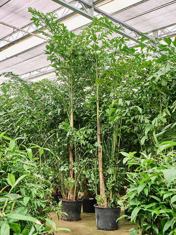 Кариота мягкая (Пальма Рыбий хвост) 44/350 (Nieuwkoop Europe) 41144 - фото 102362