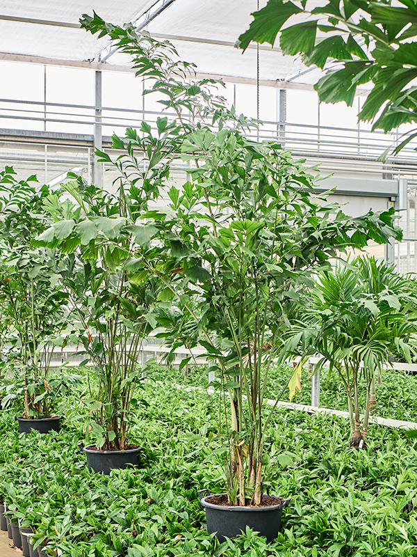 Кариота мягкая (Пальма Рыбий хвост) 50/300 (Nieuwkoop Europe) 41145 - фото 102363