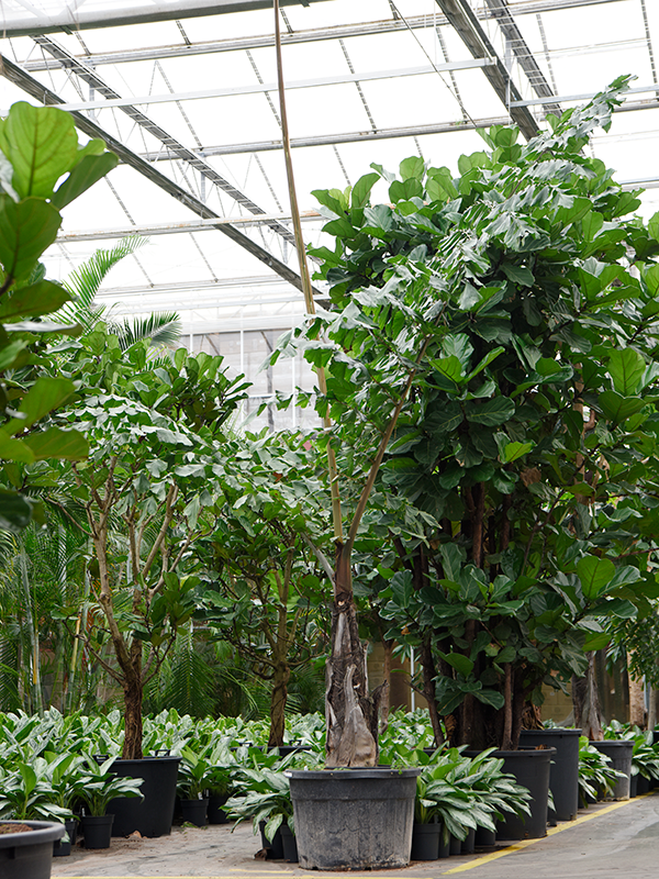 Кариота жгучая (винная пальма) 70/400 (Nieuwkoop Europe) 41146 - фото 102364