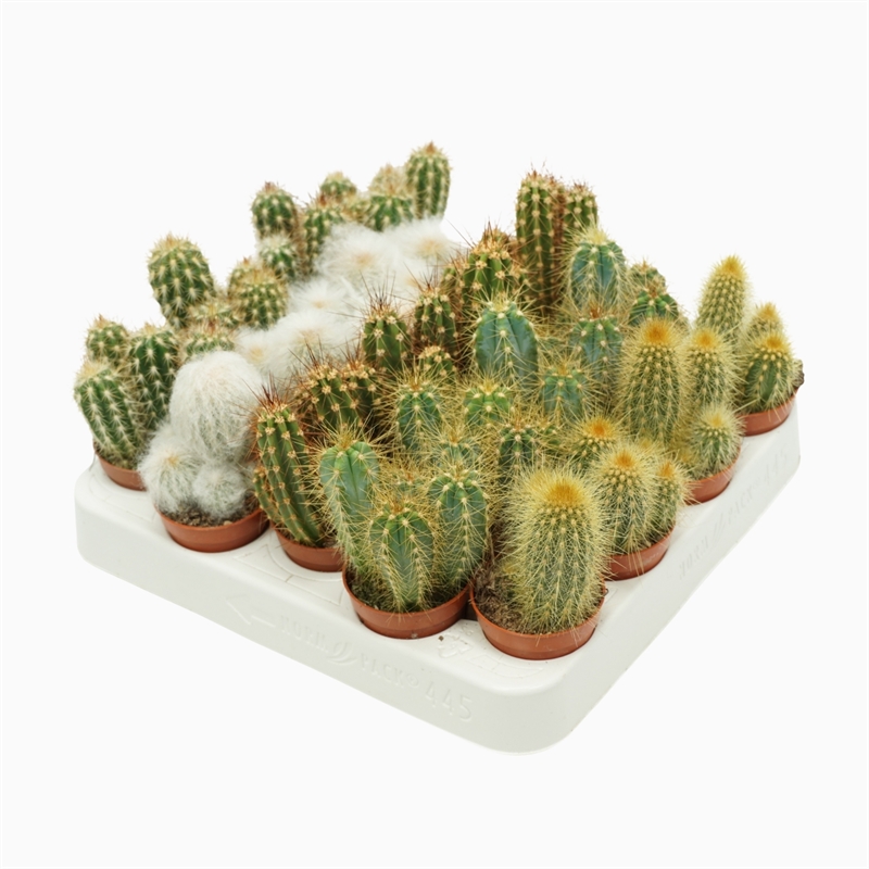 Цереус микс 5/8 (Nieuwkoop Europe), 41147 41147 - фото 102365