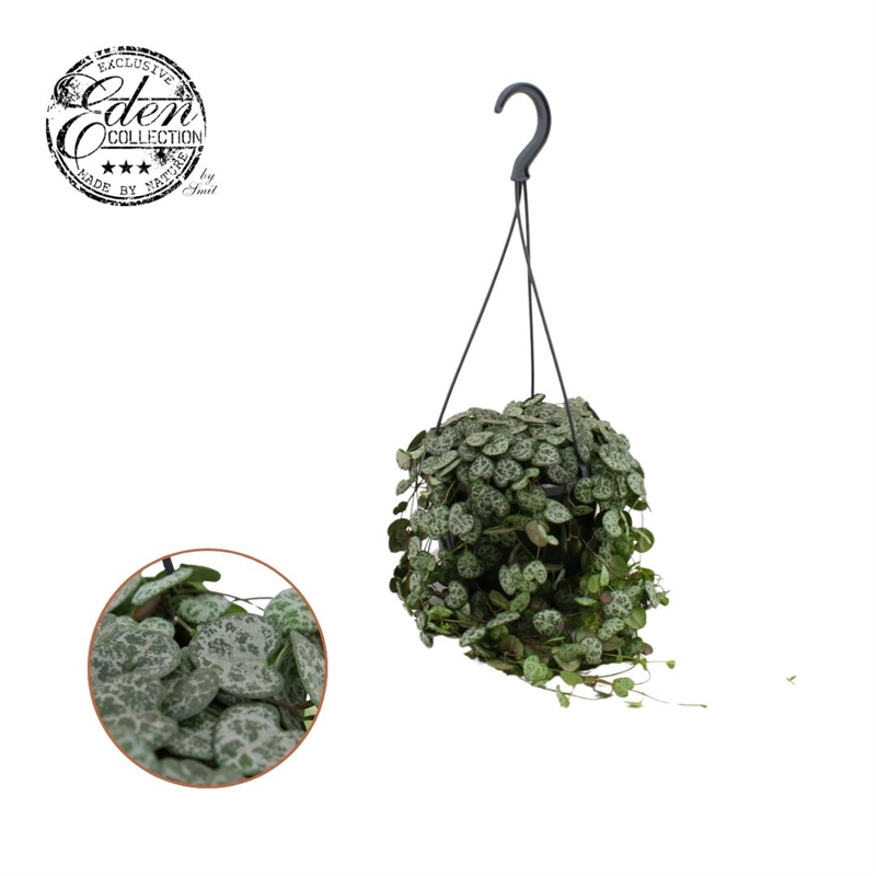 Церопегия Вуда D15  (Nieuwkoop Europe) 41153 - фото 102371