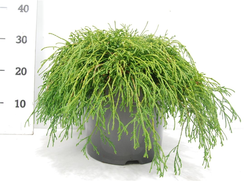 Кипарисовик горохоплодный "Filifera Nana" 26/35 (Nieuwkoop Europe) 41161 - фото 102379