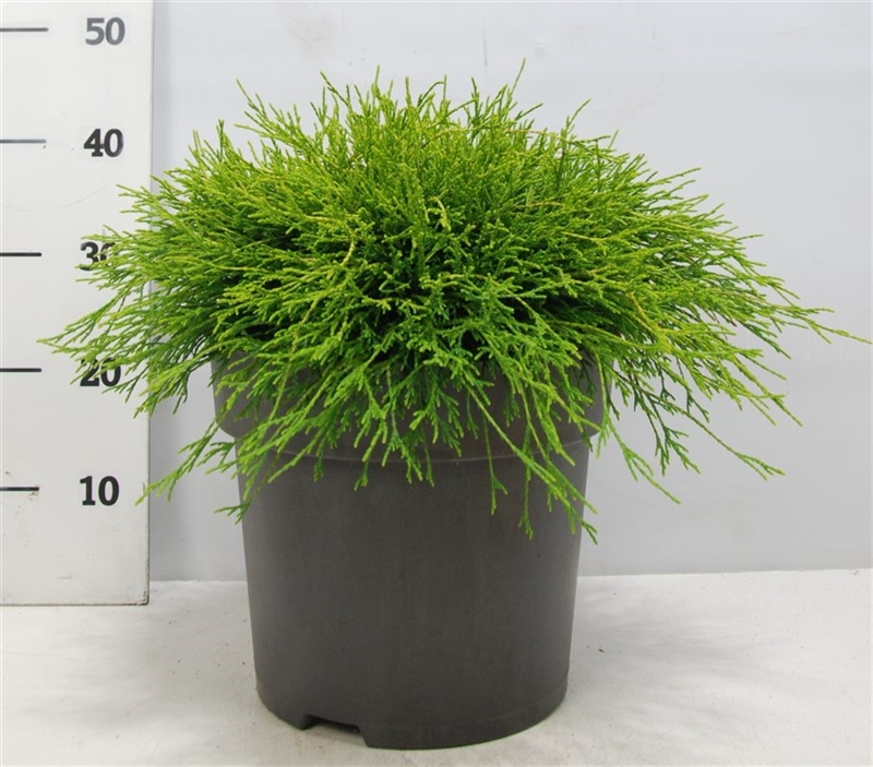 Кипарисовик горохоплодный "Sungold" 32/45 (Nieuwkoop Europe) 41164 - фото 102382