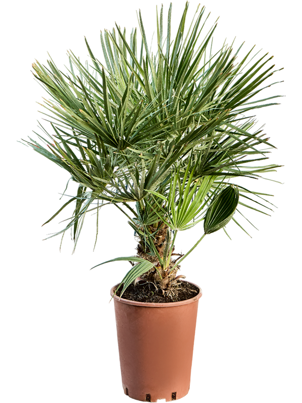 Хамеропс приземистый (хумилис) 20/65 (Nieuwkoop Europe) 41170 - фото 102388