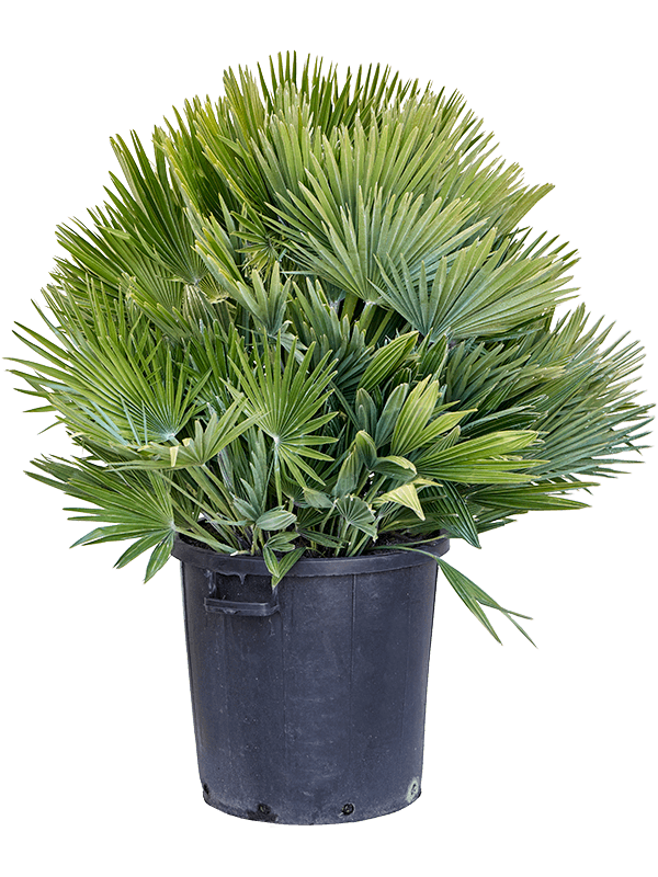 Хамеропс приземистый (хумилис) "Vulcano" 40/115 (Nieuwkoop Europe) 41172 - фото 102390