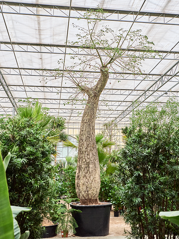 Сейба великолепная (хоризия великолепная) 122/720 (Nieuwkoop Europe) 41183 - фото 102401