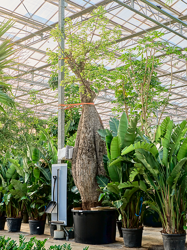 Сейба великолепная (хоризия великолепная) 140/760 (Nieuwkoop Europe) 41184 - фото 102402