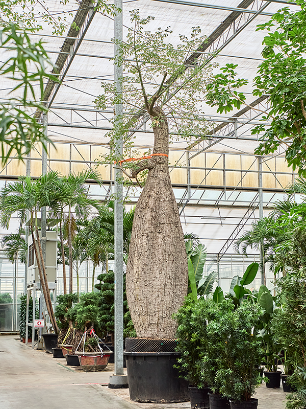 Сейба великолепная (хоризия великолепная) 140/765 (Nieuwkoop Europe) 41185 - фото 102403