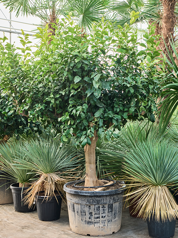 Лимонное дерево 75/240 (Nieuwkoop Europe) 41189 - фото 102407