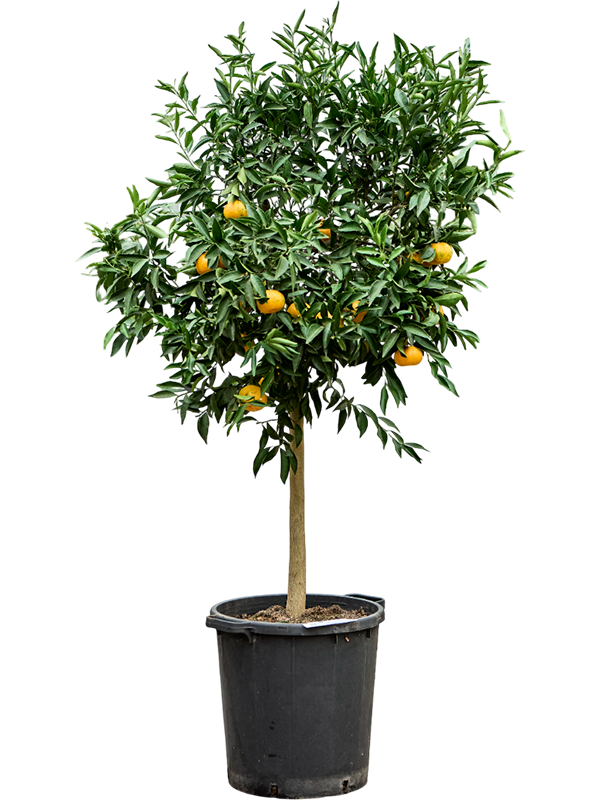 Мандариновое дерево "Mandarino" 38/160 (Nieuwkoop Europe) 41190 - фото 102408