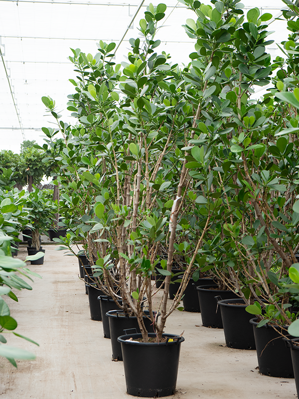 Клузия росеа (клузия розовая) "Green Magic" 50/275 (Nieuwkoop Europe) 41259 - фото 102482