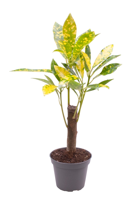 Кодиеум пестрый (кротон) "Aucubaefolia" 6/27 (Nieuwkoop Europe) 41263 - фото 102486