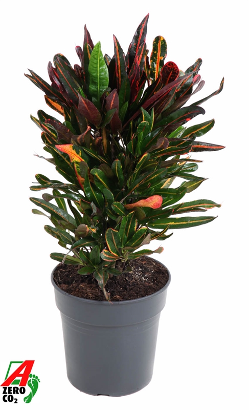 Кодиеум пестрый (кротон) "Mammi" 21/70 (Nieuwkoop Europe) 41267 - фото 102490