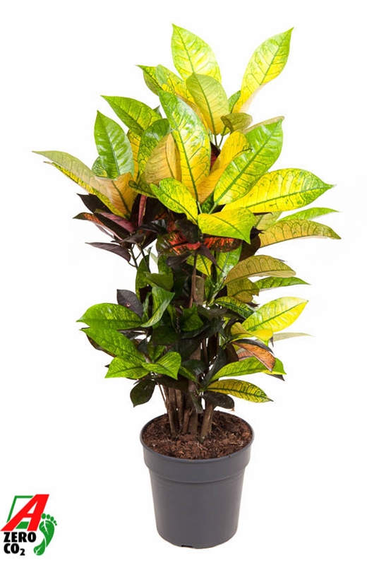 Кодиеум пестрый (кротон) "Mrs. Iceton" 19/60 (Nieuwkoop Europe) 41270 - фото 102493