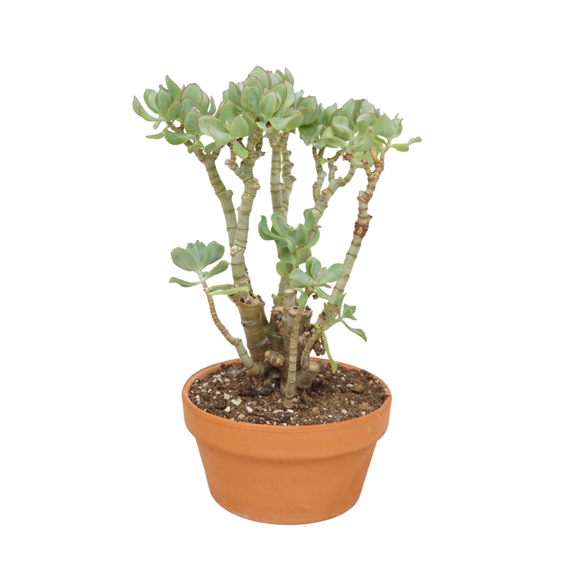 Толстянка древовидная (крассула арборесценс) ундулатифолия "Curly" 20/30 (Nieuwkoop Europe) 41308 - фото 102531