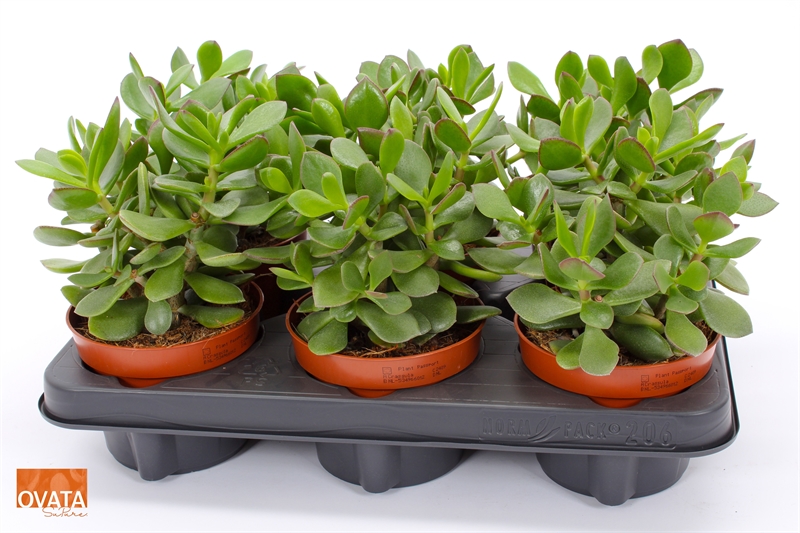 Толстянка (крассула, денежное дерево) "Minova Magic" 12/15 (Nieuwkoop Europe) 41313 - фото 102536