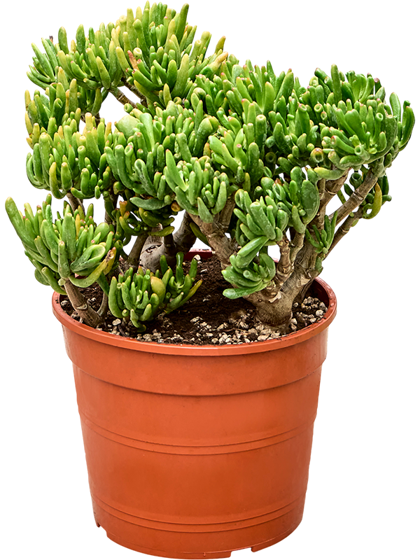 Толстянка (крассула, денежное дерево) "Hobbit" 25/50 (Nieuwkoop Europe) 41314 - фото 102537