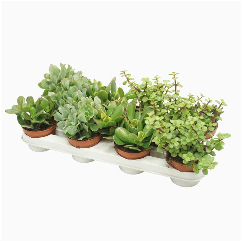 Толстянка (крассула, денежное дерево) микс 10/20 (Nieuwkoop Europe) 41316 - фото 102539