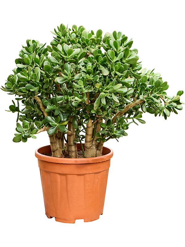 Крассула овата (толстянка овальная) куст 30/75 (Nieuwkoop Europe) 41326 - фото 102549