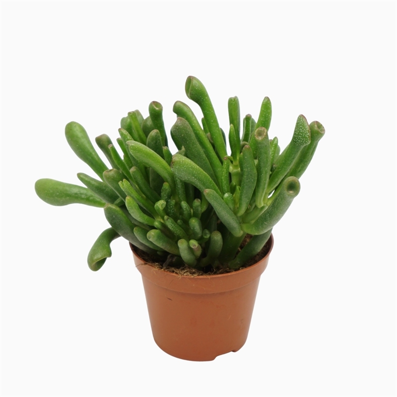 Крассула овата (толстянка овальная) "Gollum" 8/10 (Nieuwkoop Europe) 41328 - фото 102551