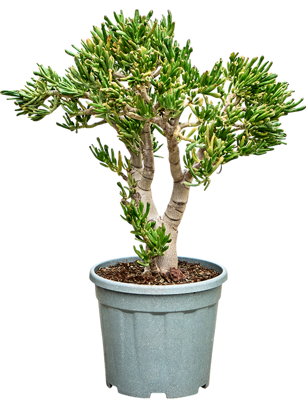 Крассула овата (толстянка овальная) "Hobbit" 30/85 (Nieuwkoop Europe) 41330 - фото 102553