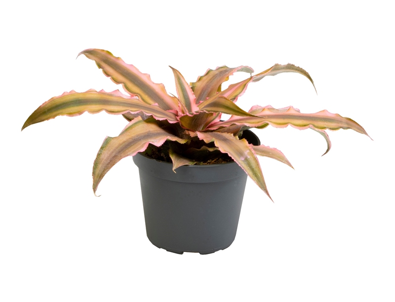 Криптантус "Pink Star" 6/10 (Nieuwkoop Europe) 41347 - фото 102570