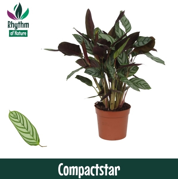 Ктенанта щетинистая (ктенанта сетоза) "Compactstar" (Nieuwkoop Europe) 41352 - фото 102575
