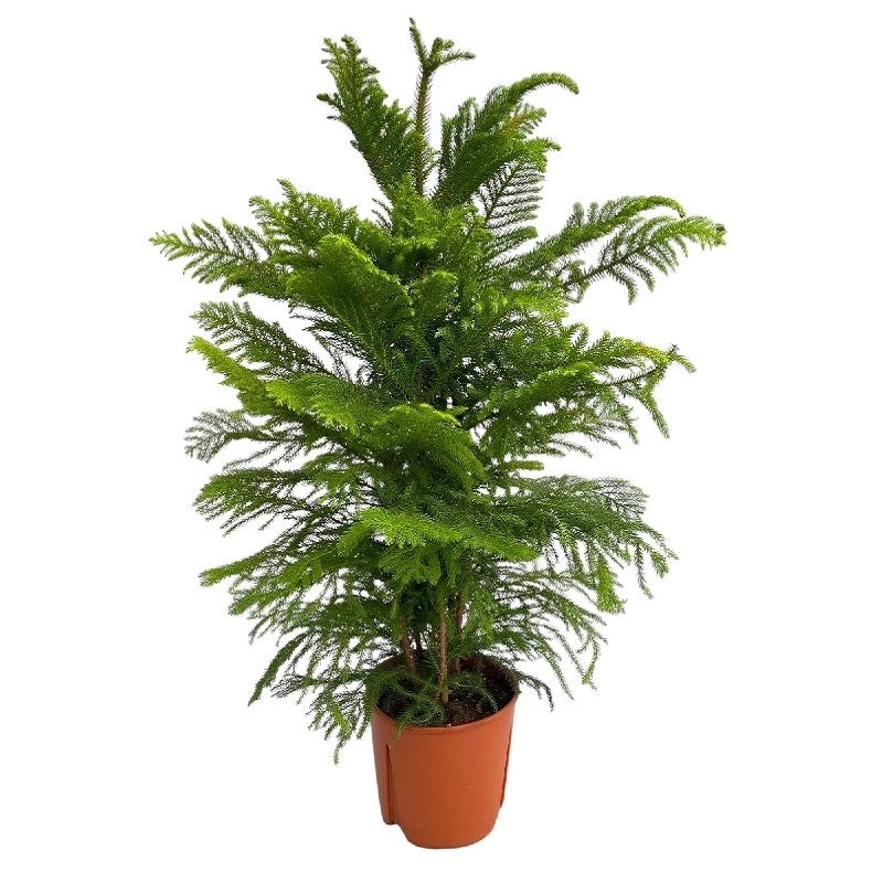 Араукария 3рр 27/90 (GL) 41369 - фото 102609