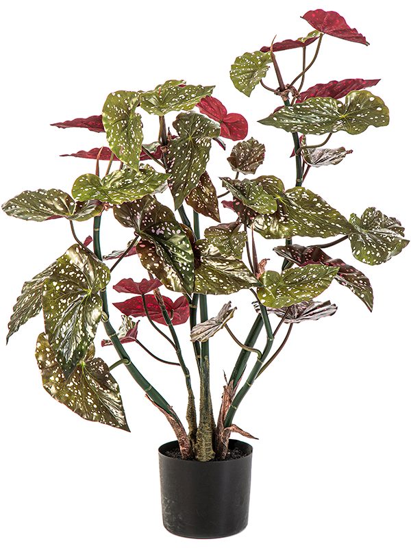 Бегония макулата (искусственная) Nieuwkoop Europe, 41390 41390 - фото 102630