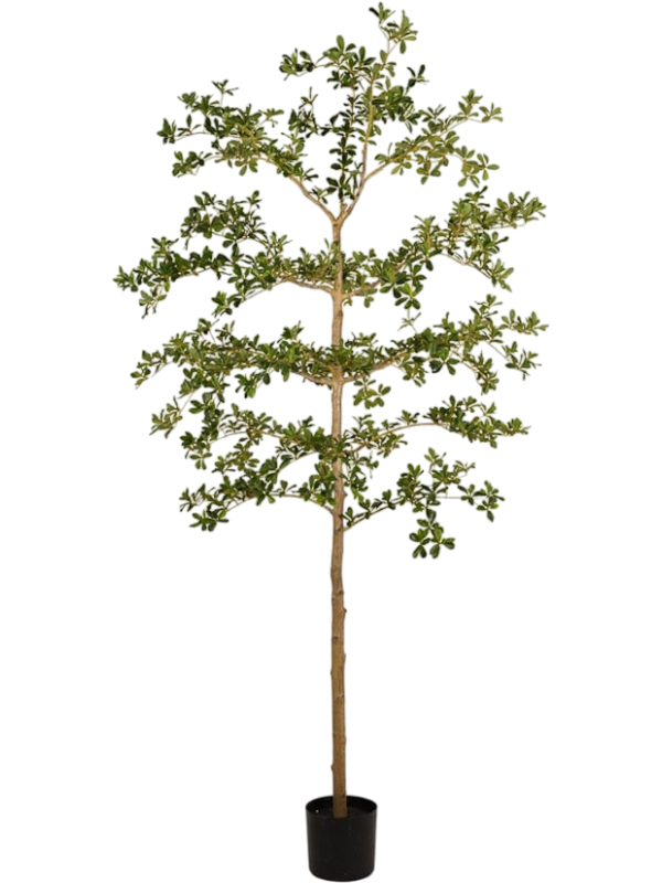 Буцида (искусственная) Nieuwkoop Europe, 41407 41407 - фото 102647