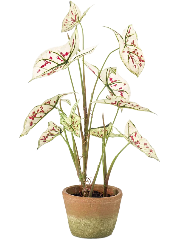 Каладиум кремово-красный в горшке (искусственное/ая/ый) Nieuwkoop Europe 41412 - фото 102652