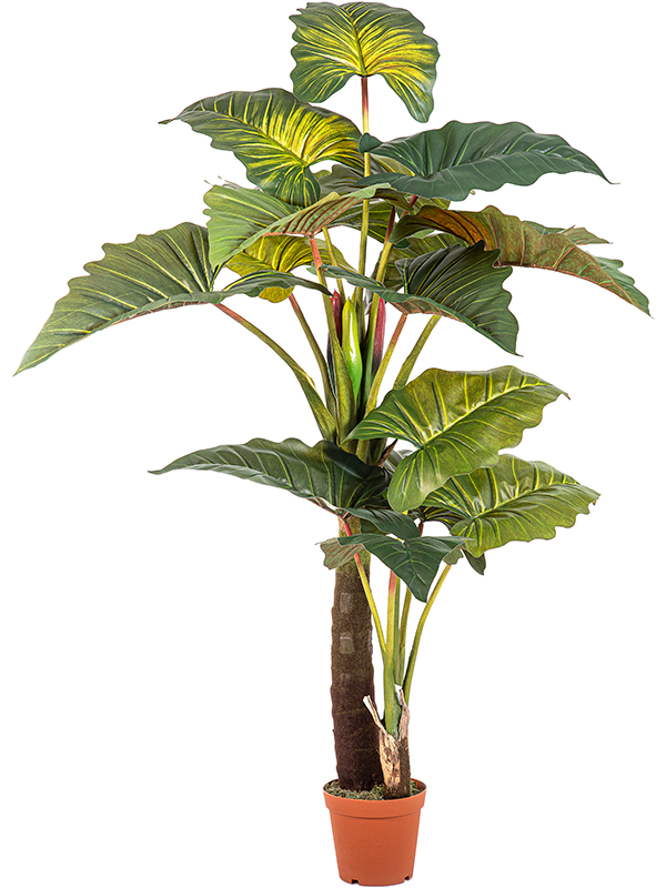 Колоказия гигант (искусственный) Nieuwkoop Europe 41429 - фото 102669