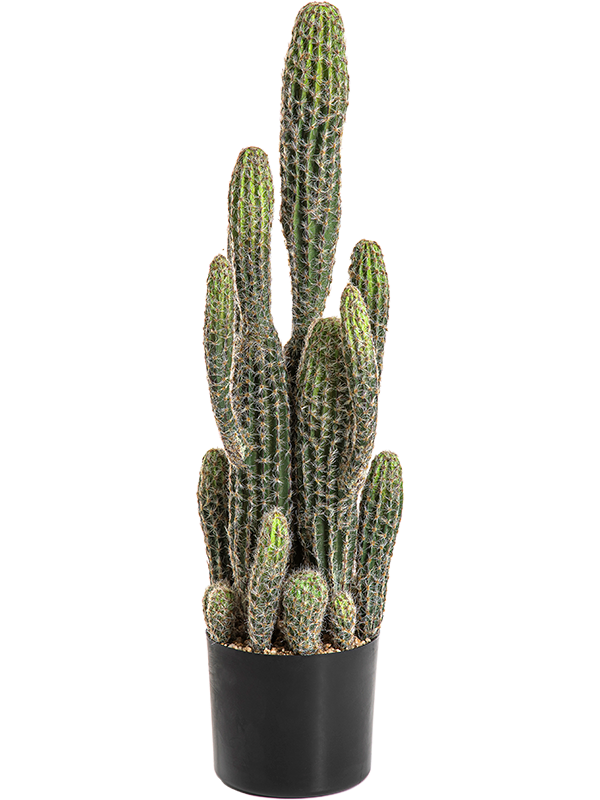Колонновидный кактус в кашпо (искусственный) Nieuwkoop Europe, 41431 41431 - фото 102671