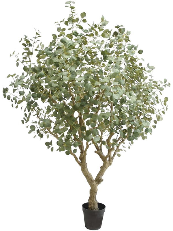 Эвкалипт дерево 240 cm (искусственное) Nieuwkoop Europe 41461 - фото 102701
