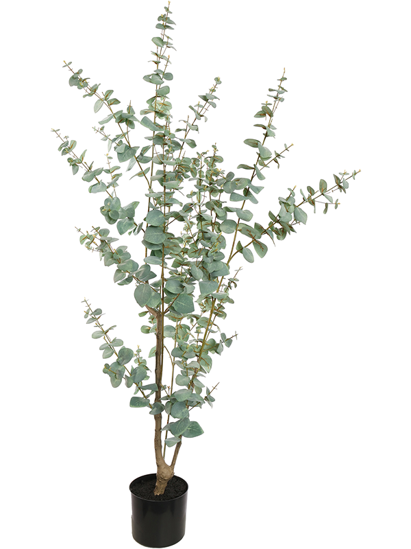 Эвкалипт дерево (искусственное) Nieuwkoop Europe 41463 - фото 102703