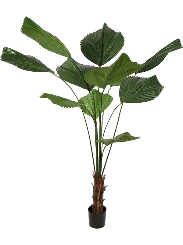 Ликуала большая (искусственная) Nieuwkoop Europe 41553 - фото 102870