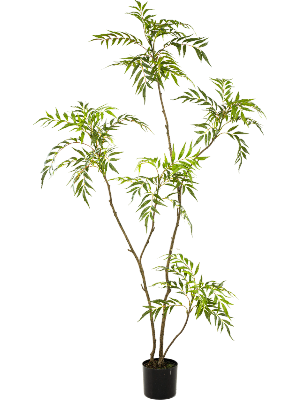 Магония дерево (knock down) (искусственное) Nieuwkoop Europe 41562 - фото 102879