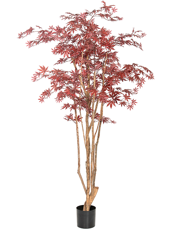 Клён красный натуральный 180 (искусственный) Nieuwkoop Europe 41636 - фото 103270