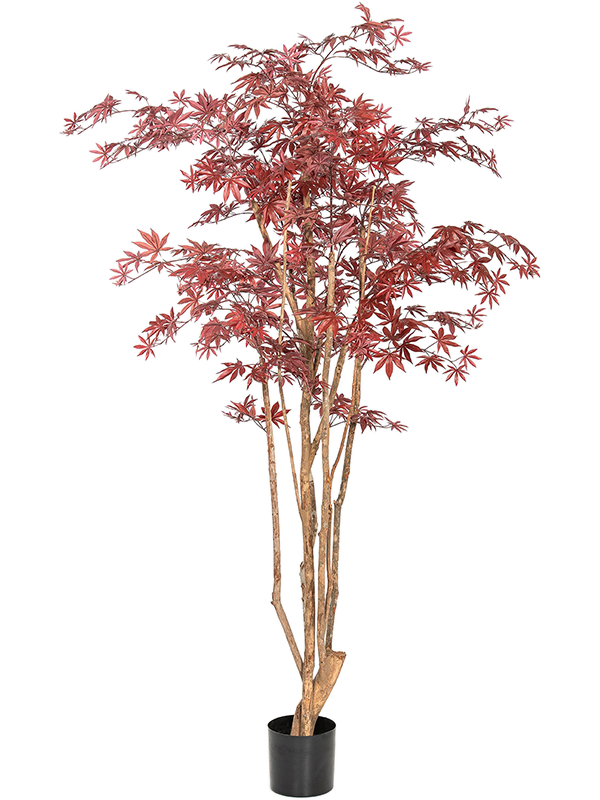 Клён красный натуральный 240 (искусственный) Nieuwkoop Europe 41637 - фото 103271