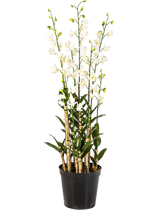 Дендробиум орхидея белая (искусственная) Nieuwkoop Europe 41667 - фото 103296