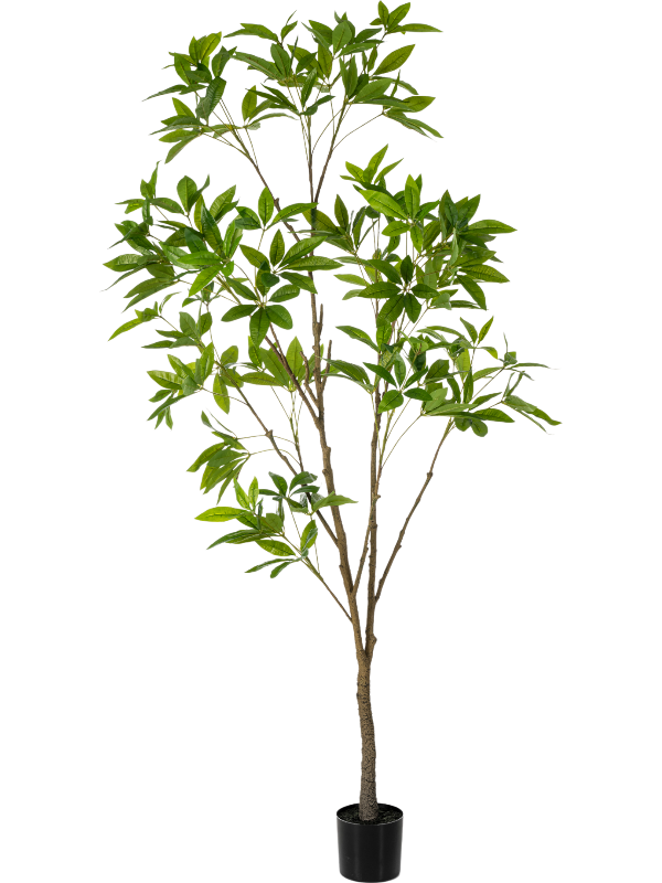 Пахира (knock down) (искусственная) Nieuwkoop Europe 41670 - фото 103299