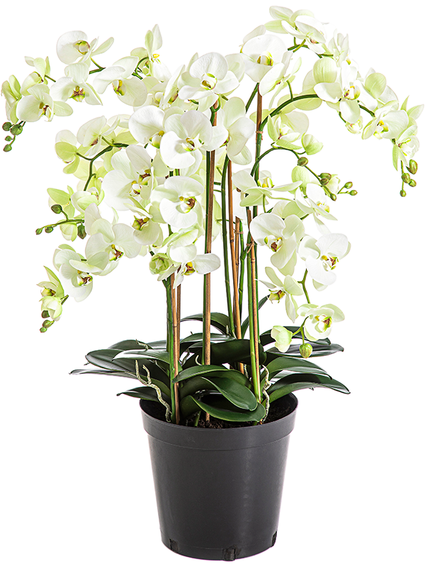 Фаленопсис кремовый (искусственный) Nieuwkoop Europe 41682 - фото 103308