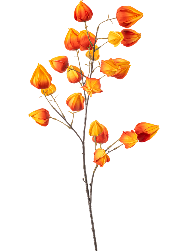 Физалис оранжевый (искусственный) Nieuwkoop Europe 41686 - фото 103311