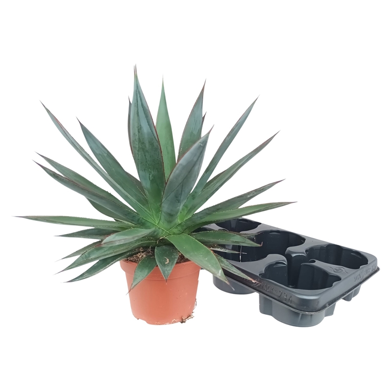 Агава "Shaka Zulu" 30/15 (Nieuwkoop Europe) 41697 - фото 103327